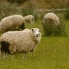 NZ Ovce 8717